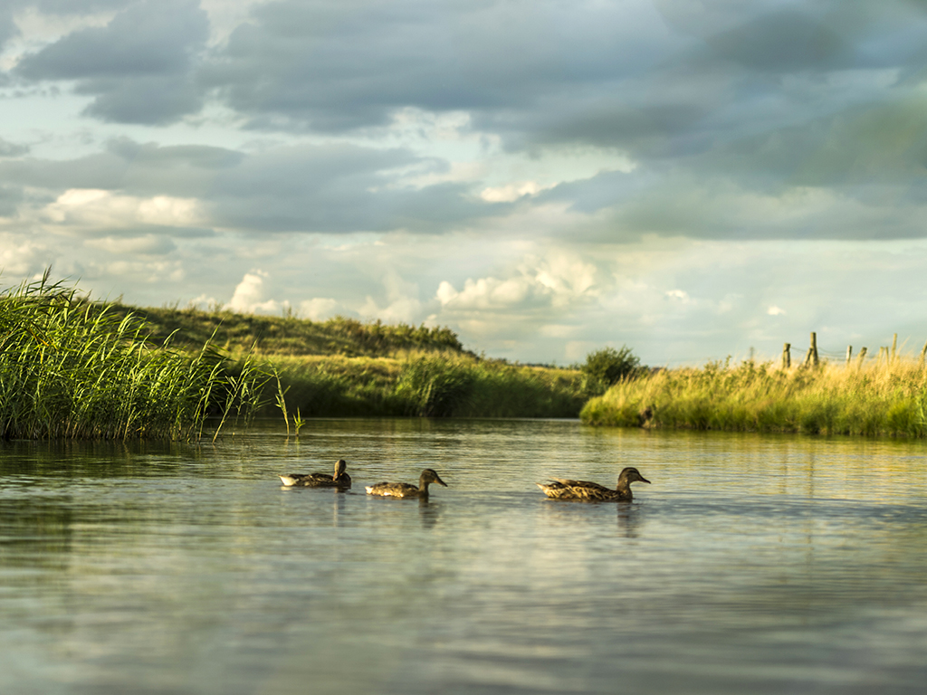 Three mallard wander across the pond as a spring storm gathers in the background.