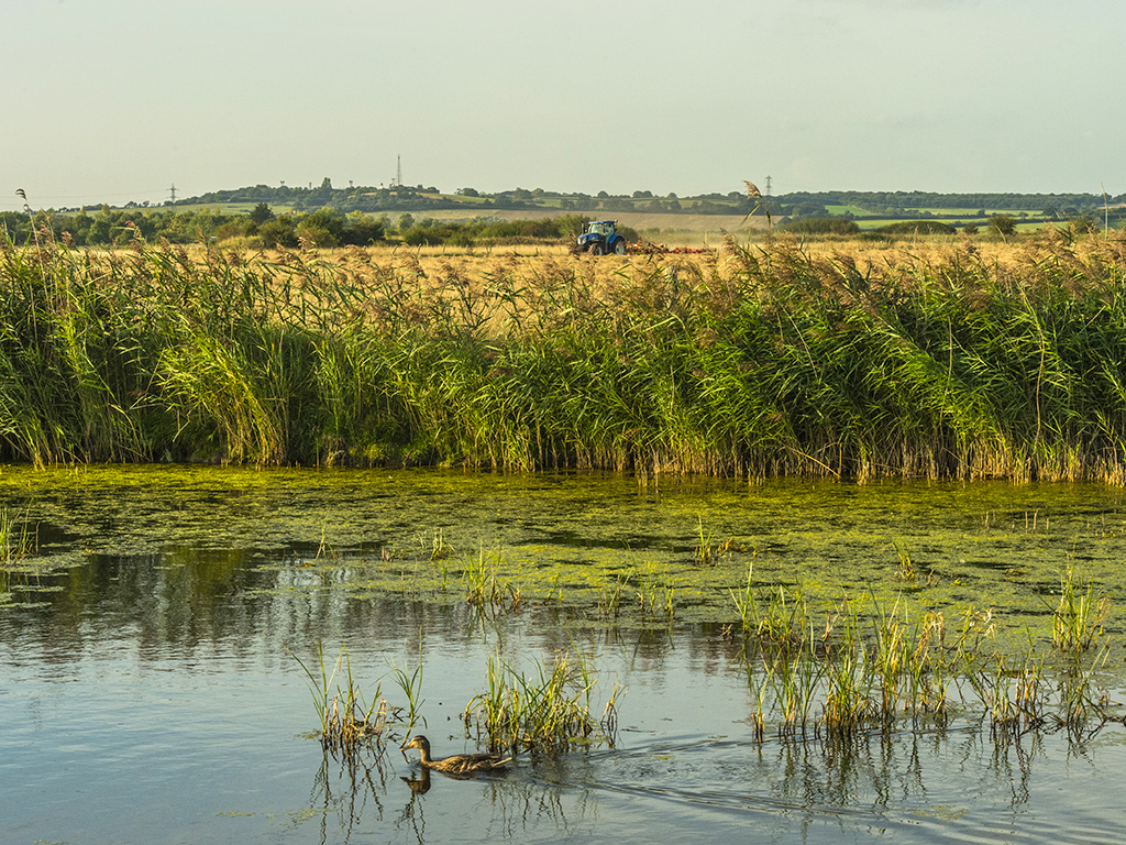 A mallard cruises along the river in the foreground whilst harvesting features in the background