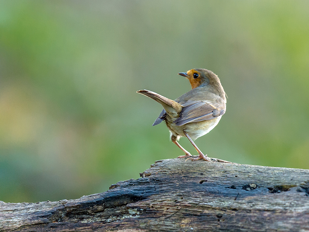 Adult European Robin posing on a wooden branch, isolated against a multicolored background.