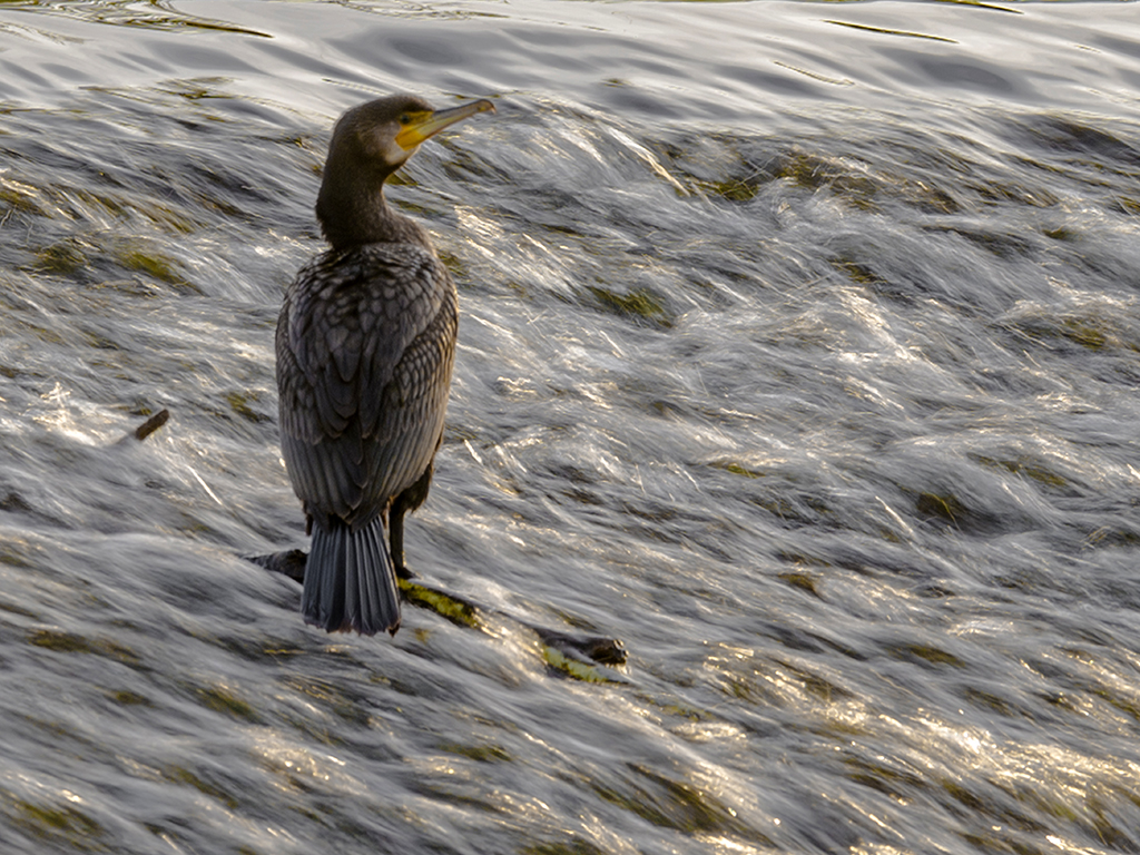 A beautiful cormorant balances gracefully on a protruding branch at the weir's edge