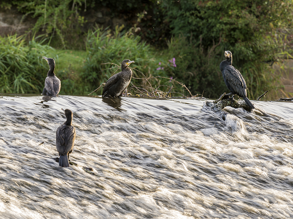 A group of cormorant gather at the weir's edge to bask in the early morning sunight.