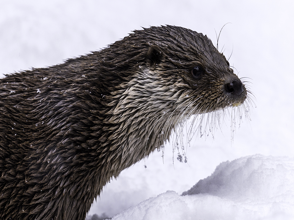 Eurasian Otter with frozen whiskers isolated in the winter snow