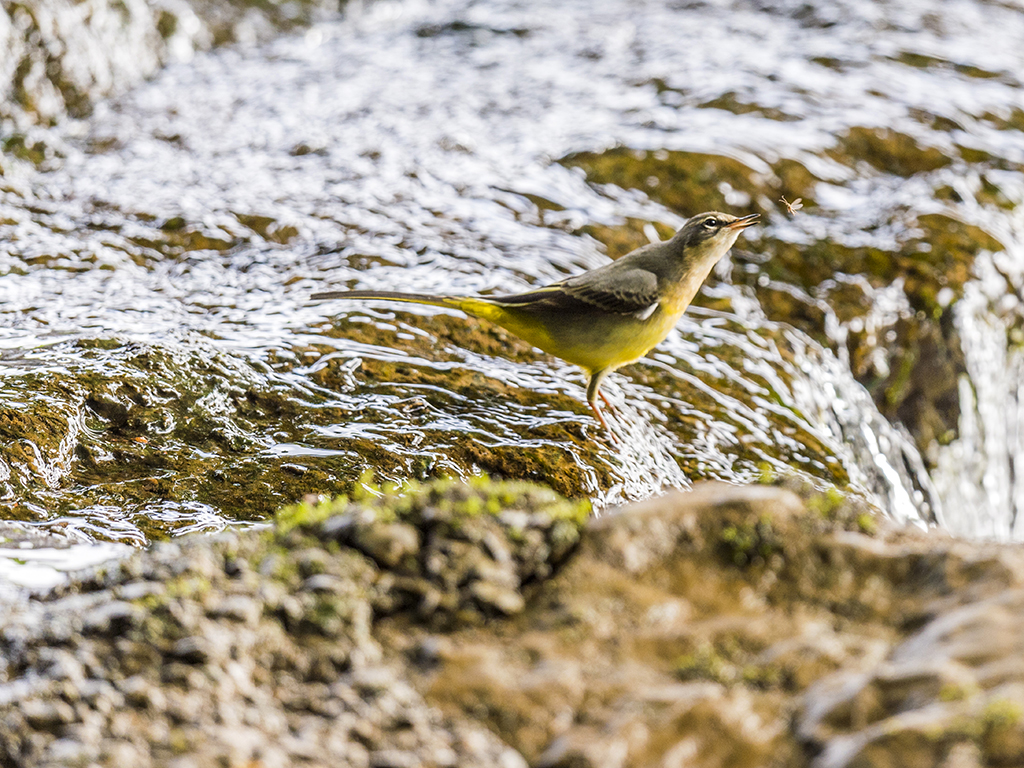 A yellow wagtails stretches out to catch a quick meal at the weir's edge.