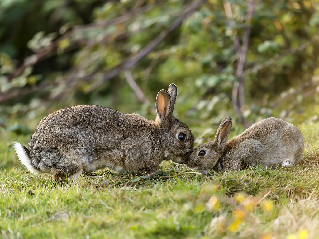 A wild female rabbit reassures its young leveret.