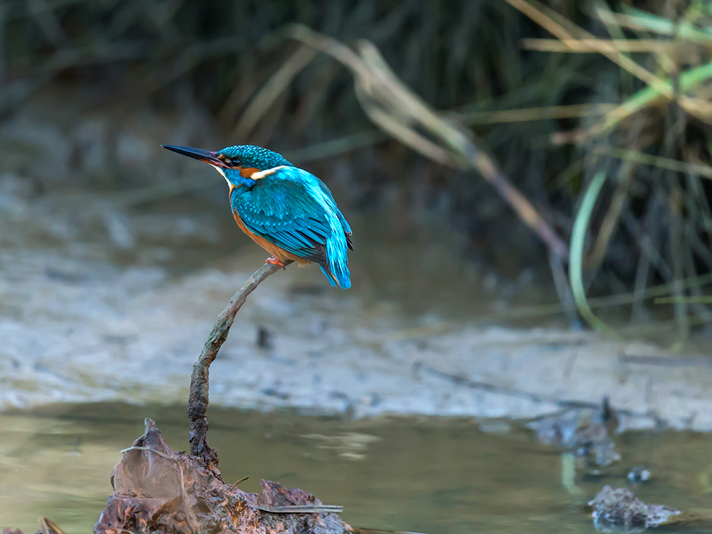 A beautiful Kingfisher waits patiently for a meal to swim by, on a jutting branch