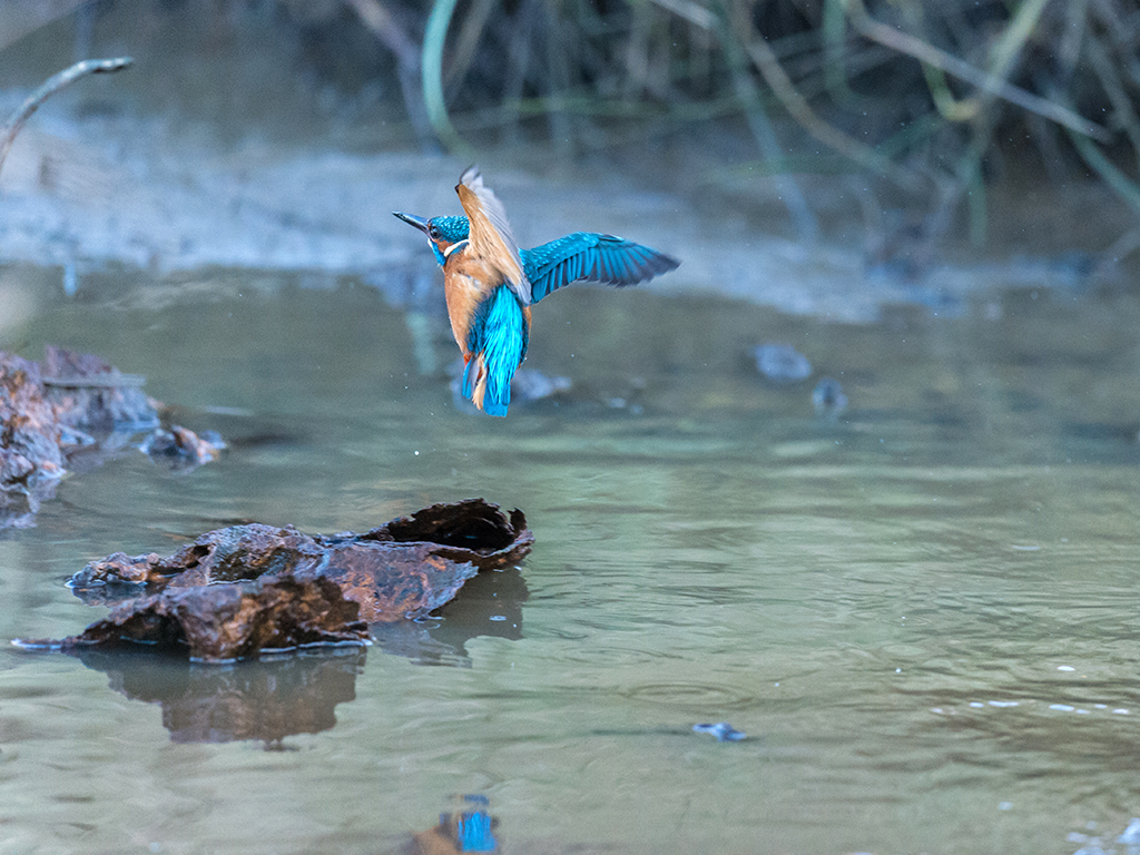 A beautiful kingfisher taking flight at the waters edge.