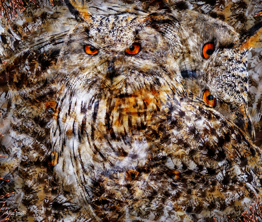 Designs Inspired By Nature:   Siberian Eagle Owl