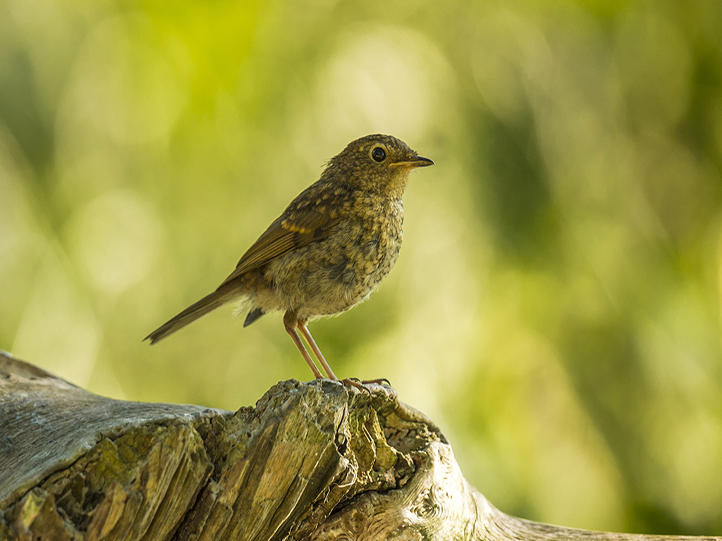 A fledgling European Robin poses proudly on a dilapidated wooden tree stump 