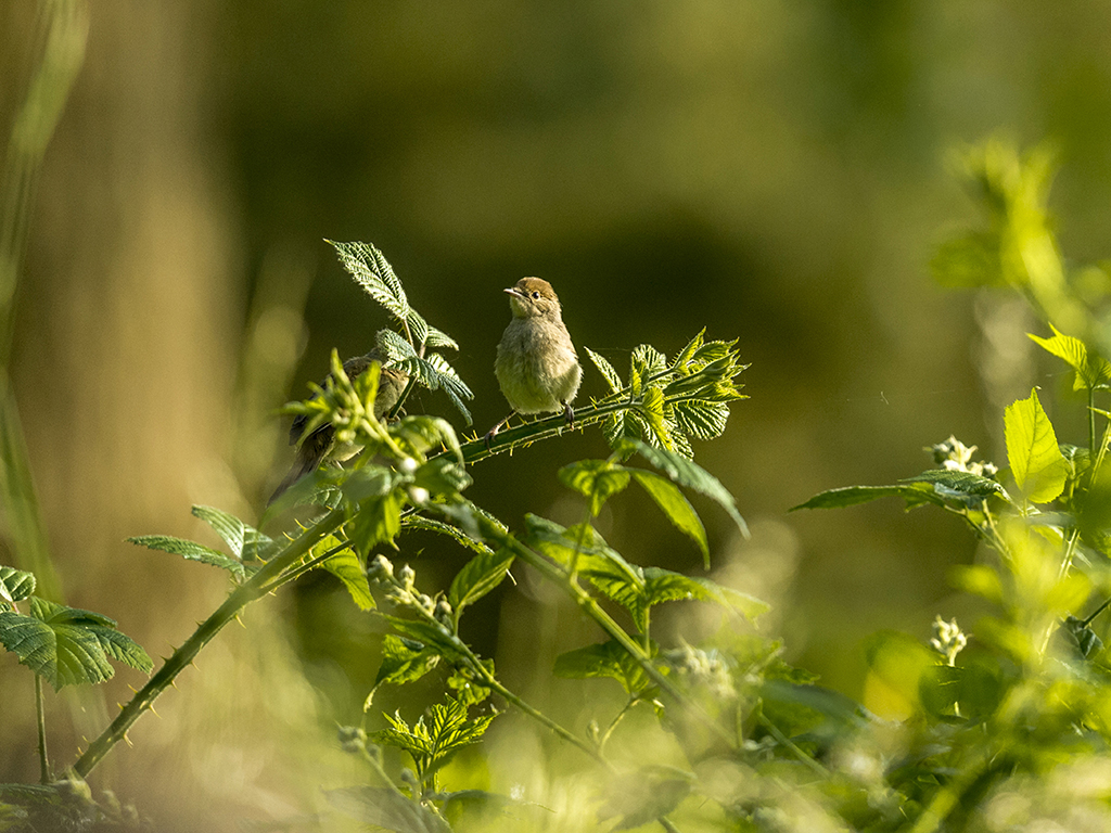 A fledgling Wren holds on tightly to the stem of a young blackberry bush.