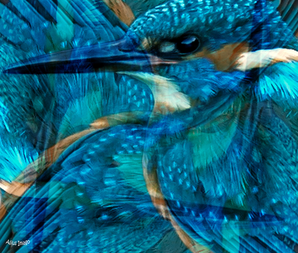 Designs Inspired By Nature: Kingfisher