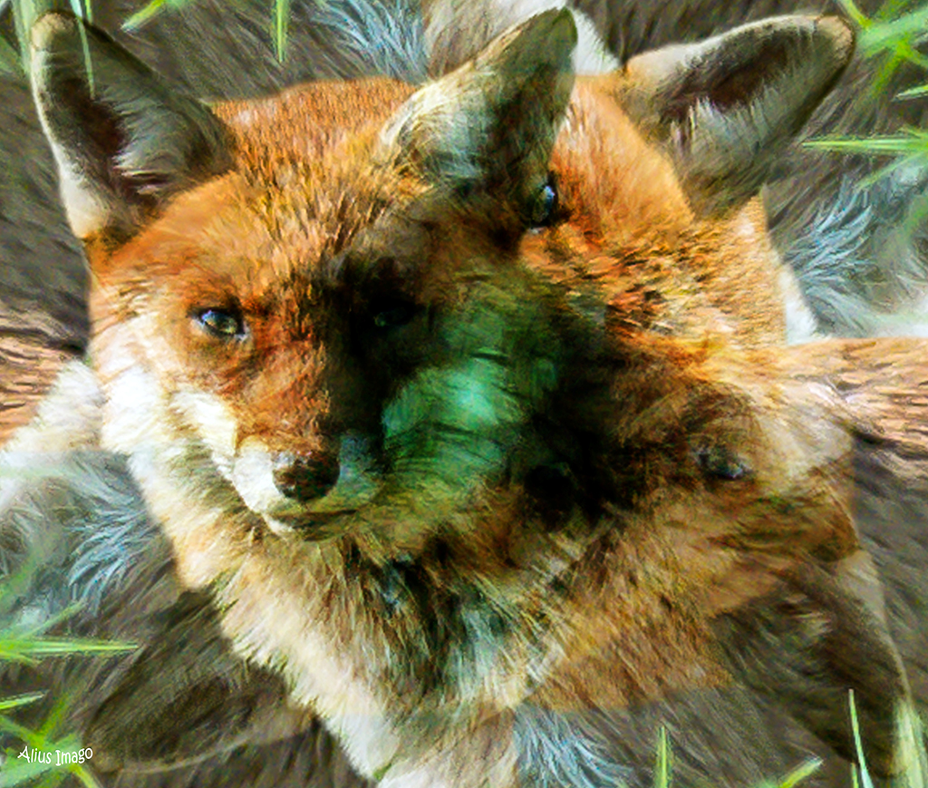 Designs Inspired By Nature:  Red Fox