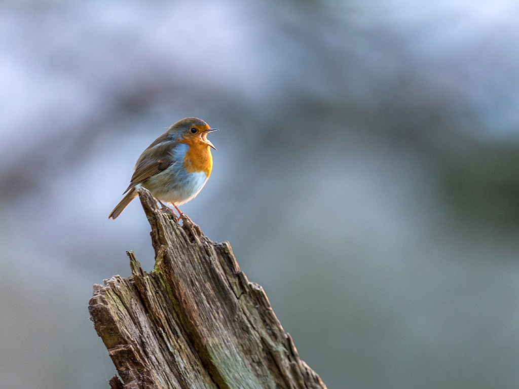 An adult Robin sings its heart out on a cold winters day