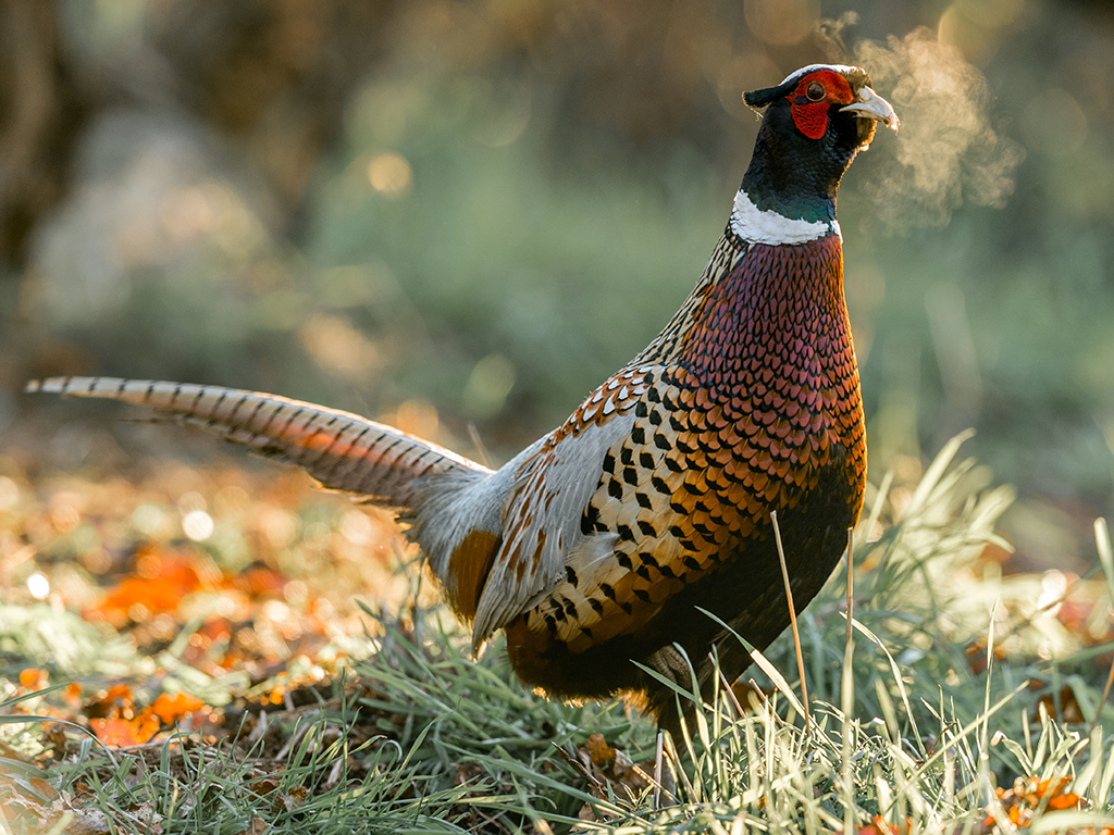 A male Ring-necked Pheasant announces his presence its breath visible in the cold winter air