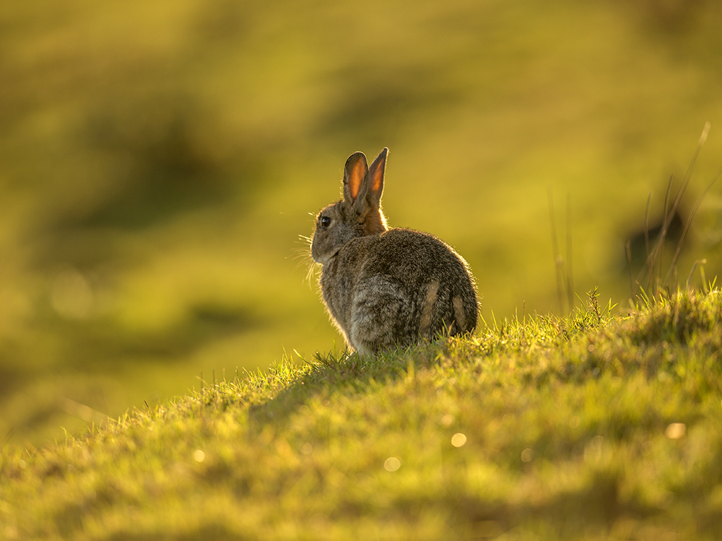 A single wild rabbit catches the last of the warm summer evening sunlight.
