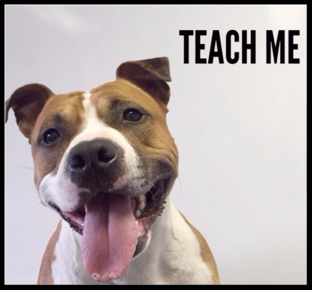 courses, education, become a dog trainer, animal behaviour, dog training, veterinary nurses, groomers
