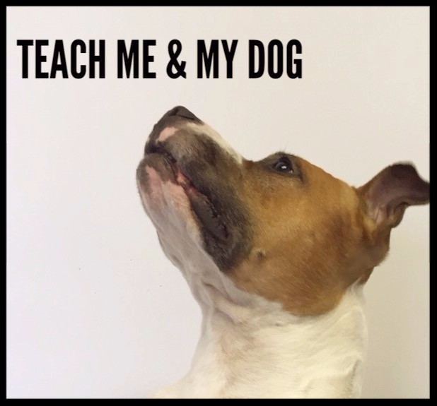 dog training, clicker training, training classes, pulling on lead, running away, barking, aggression, possessive