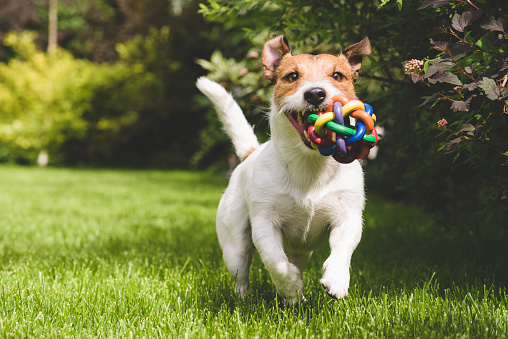 profound hound dog training