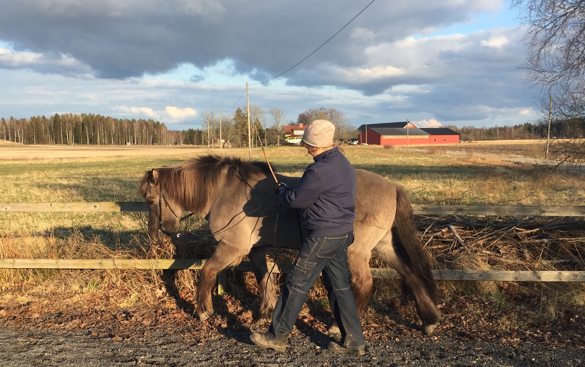 Islandshästen Jon Messir 29år. Man blir aldrig för gammal för långtygel!