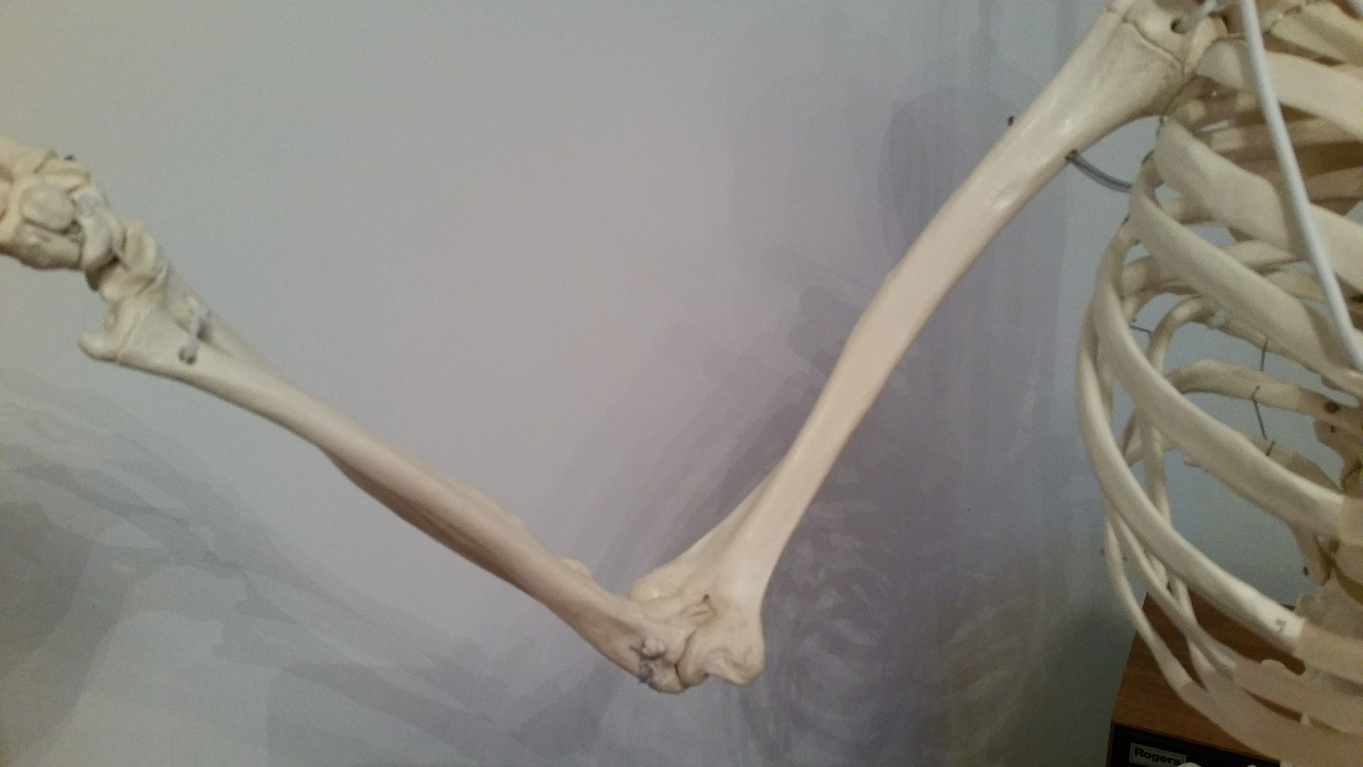 Boris Bone's Blog - Up to your elbows in anatomy revision?