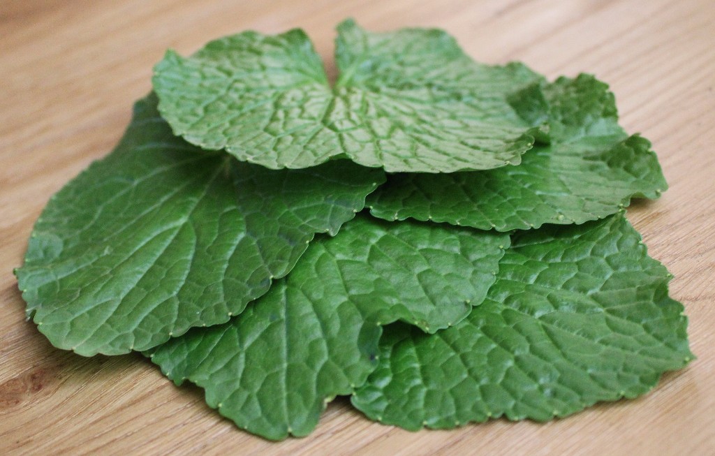 These are the famous deep-green heart shape wasabi leaves – that everyone wants to try! They make an excellent addition to a canape or sushi including a unique flavour to salads. To the more adventurous add them to mash potatoes.