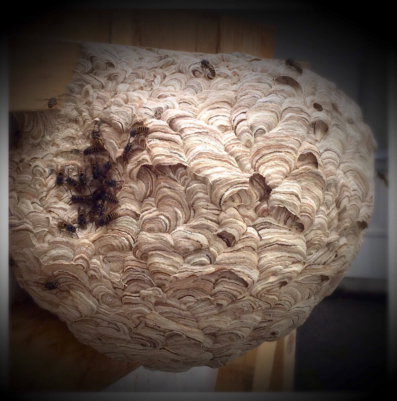 Wasp Nest Control
