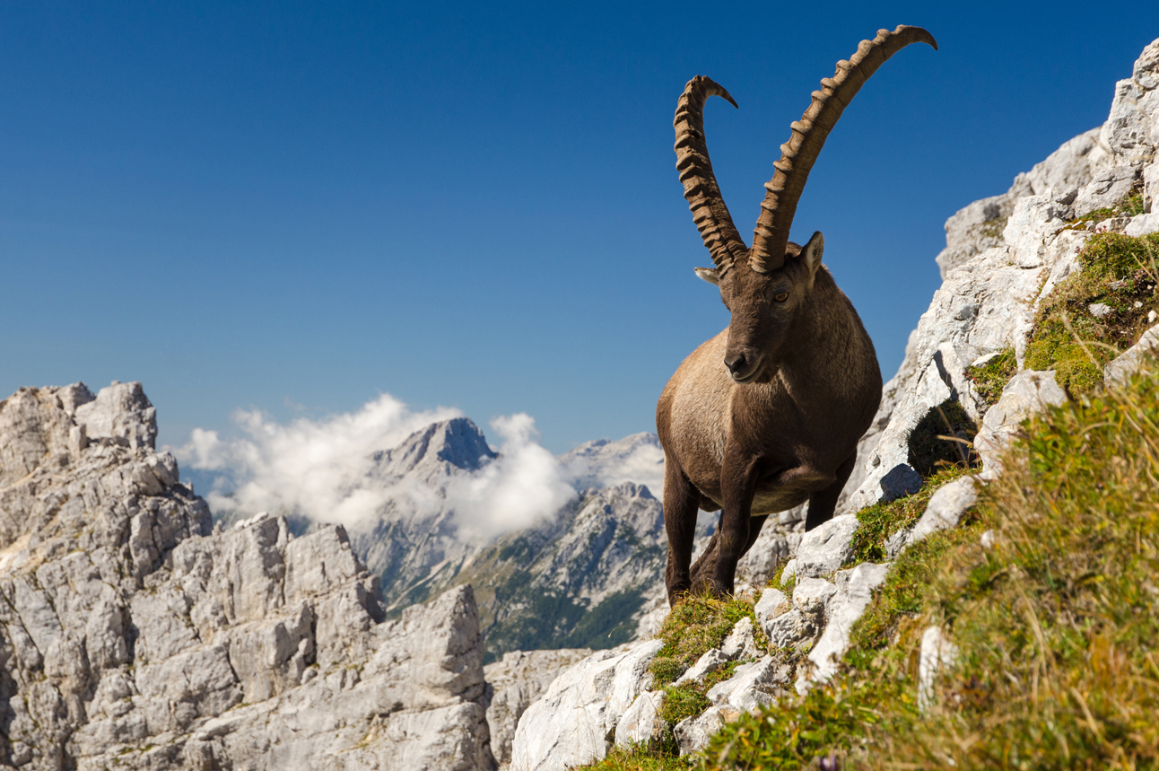 Alpine Ibex Alpine Ibex