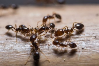 Ants on a work surface
