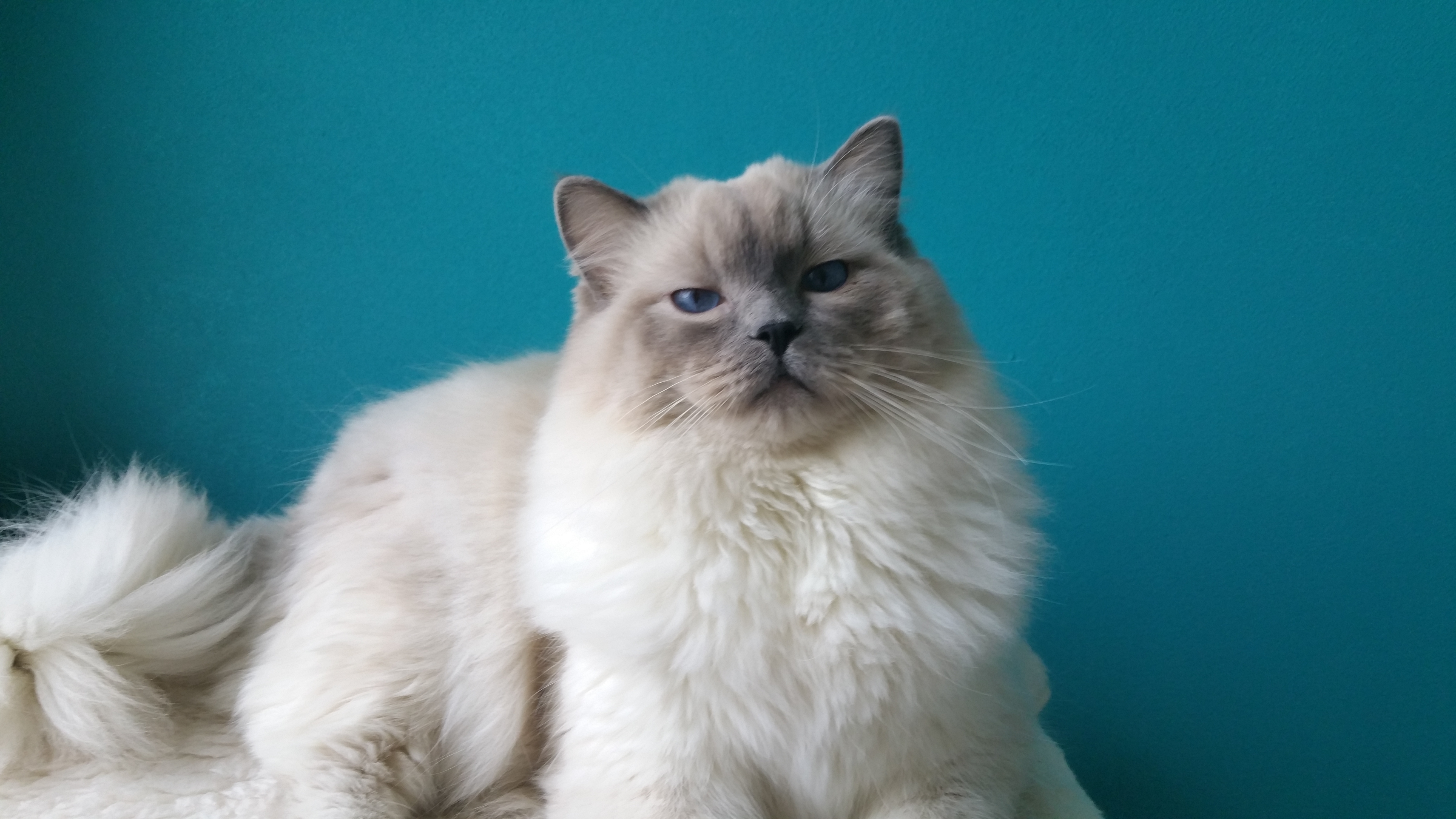 Ragdoll cattery dutch blue eyes