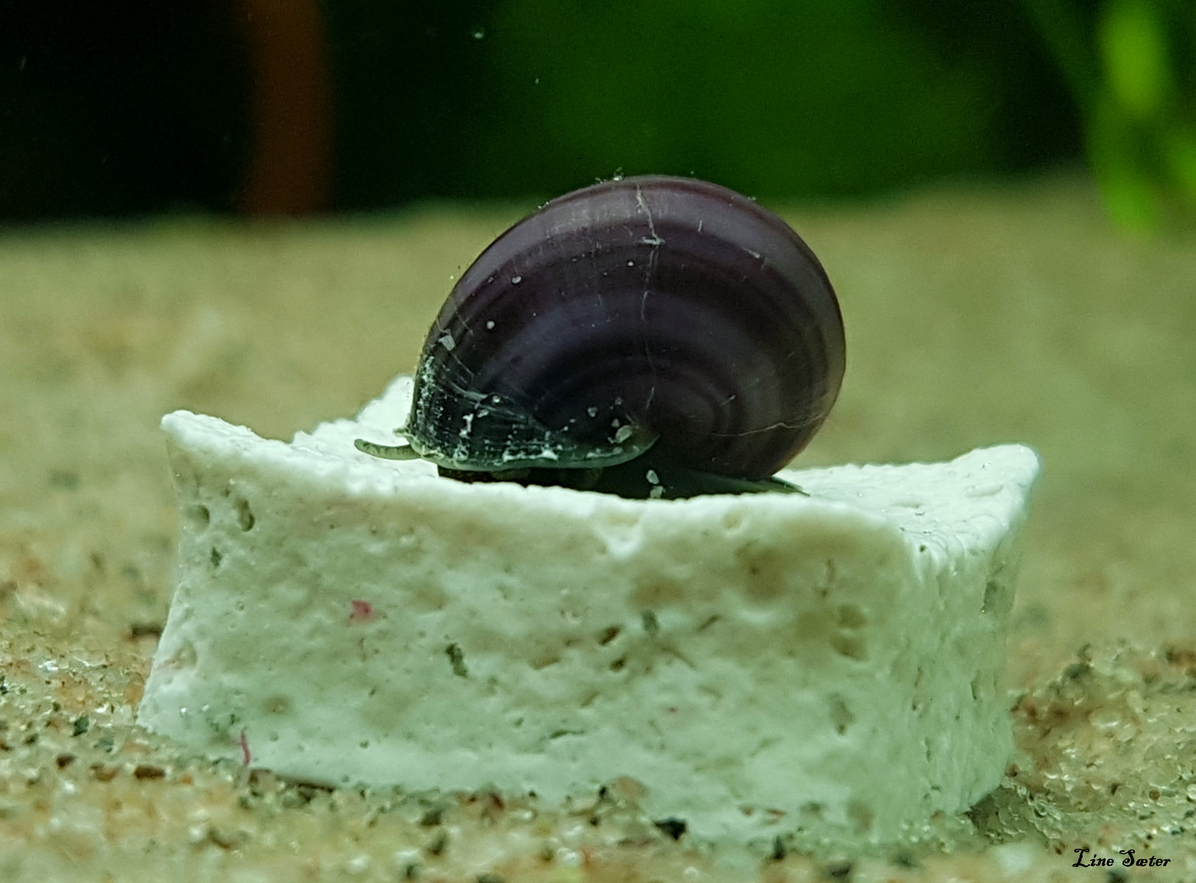 Purple Apple Snail eating Premium Mineral Block