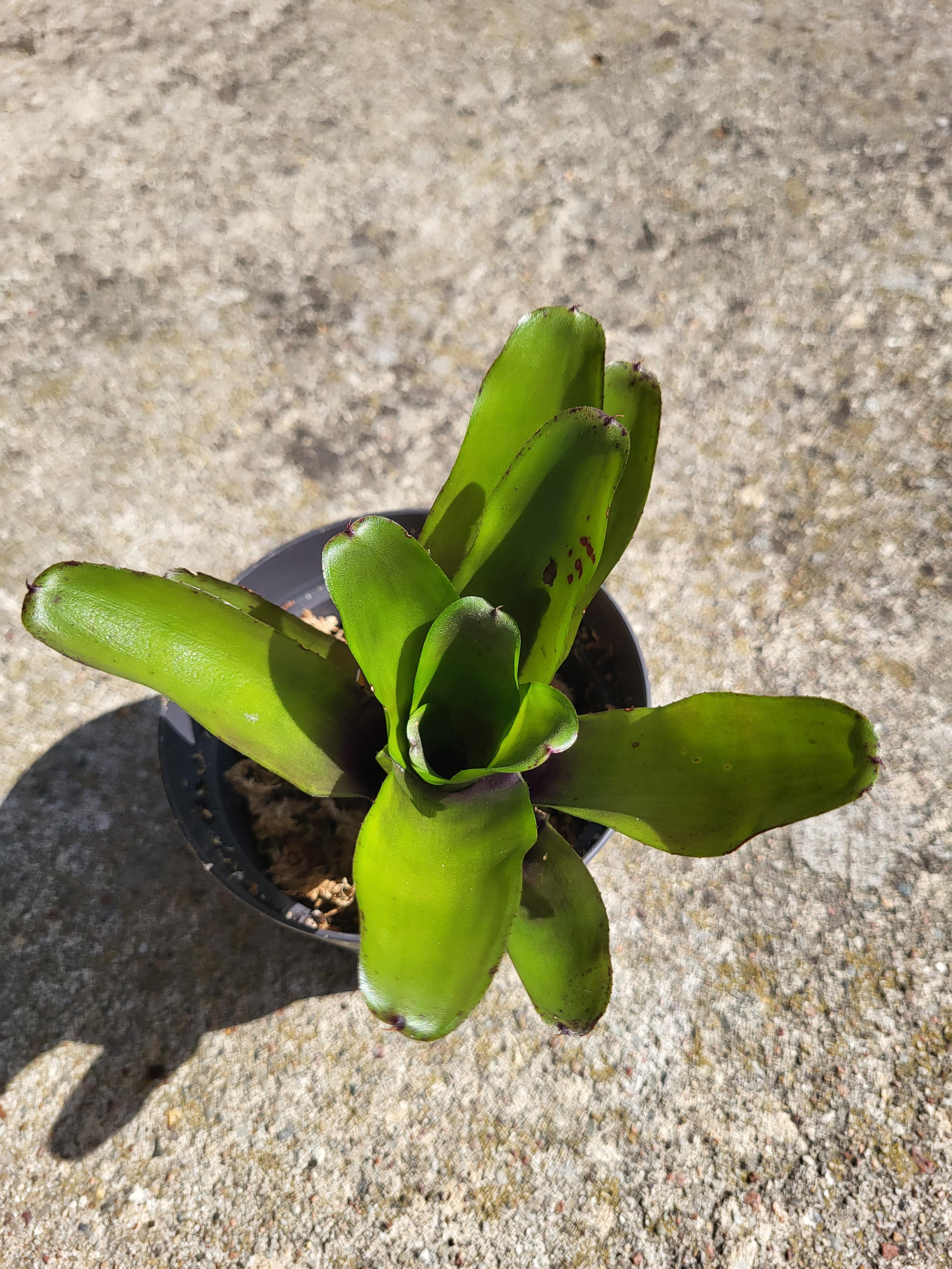 Neoregelia Dark purple