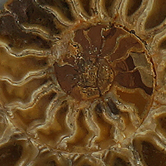 Ammonit4x4cm Ausschnitt_226jpg