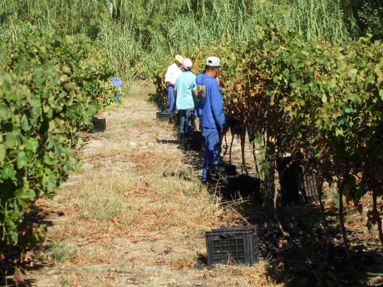 Our wine harvest crew