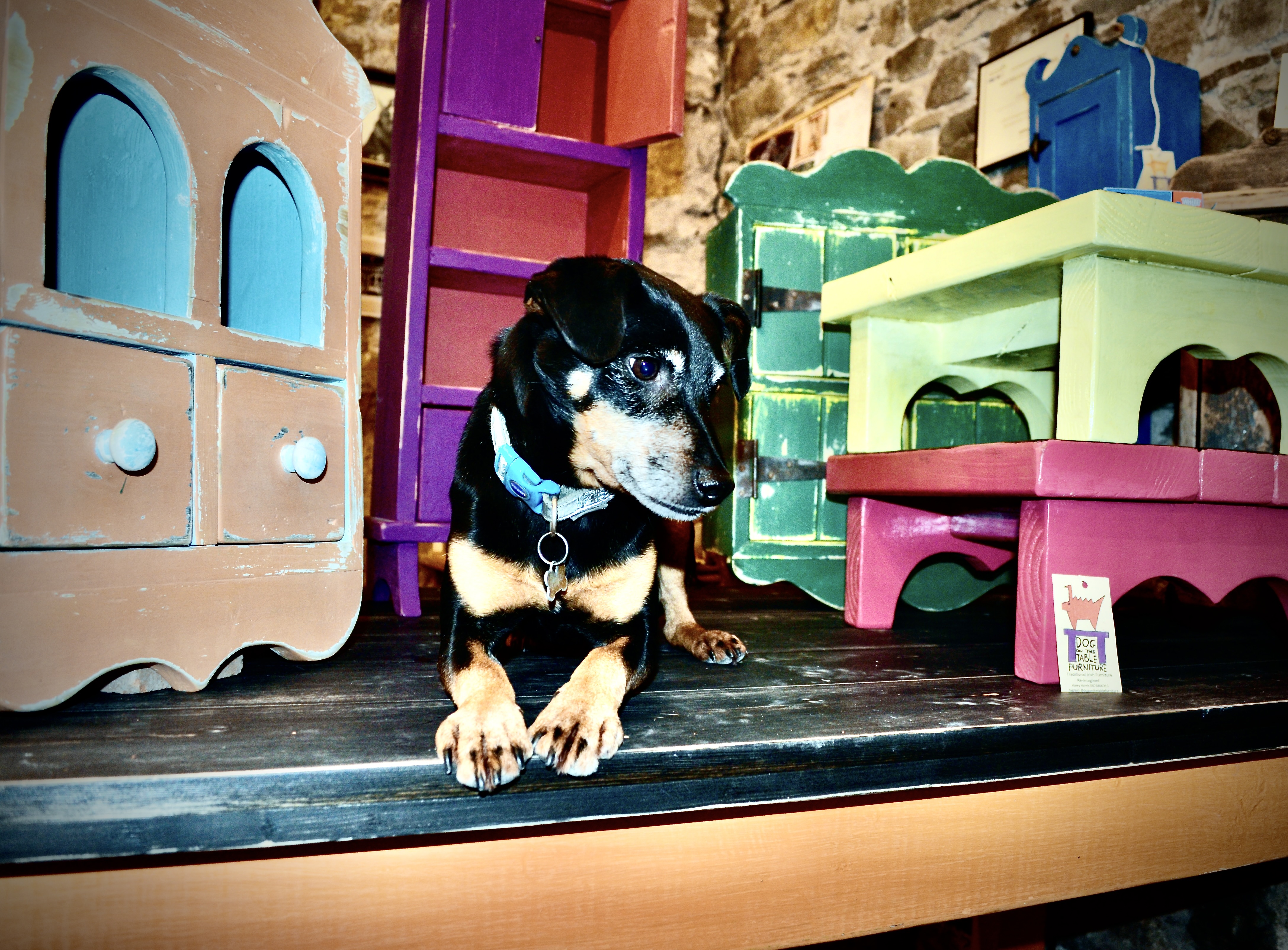 "Dog on the Table" Furniture by Harry Harris now in Stock!