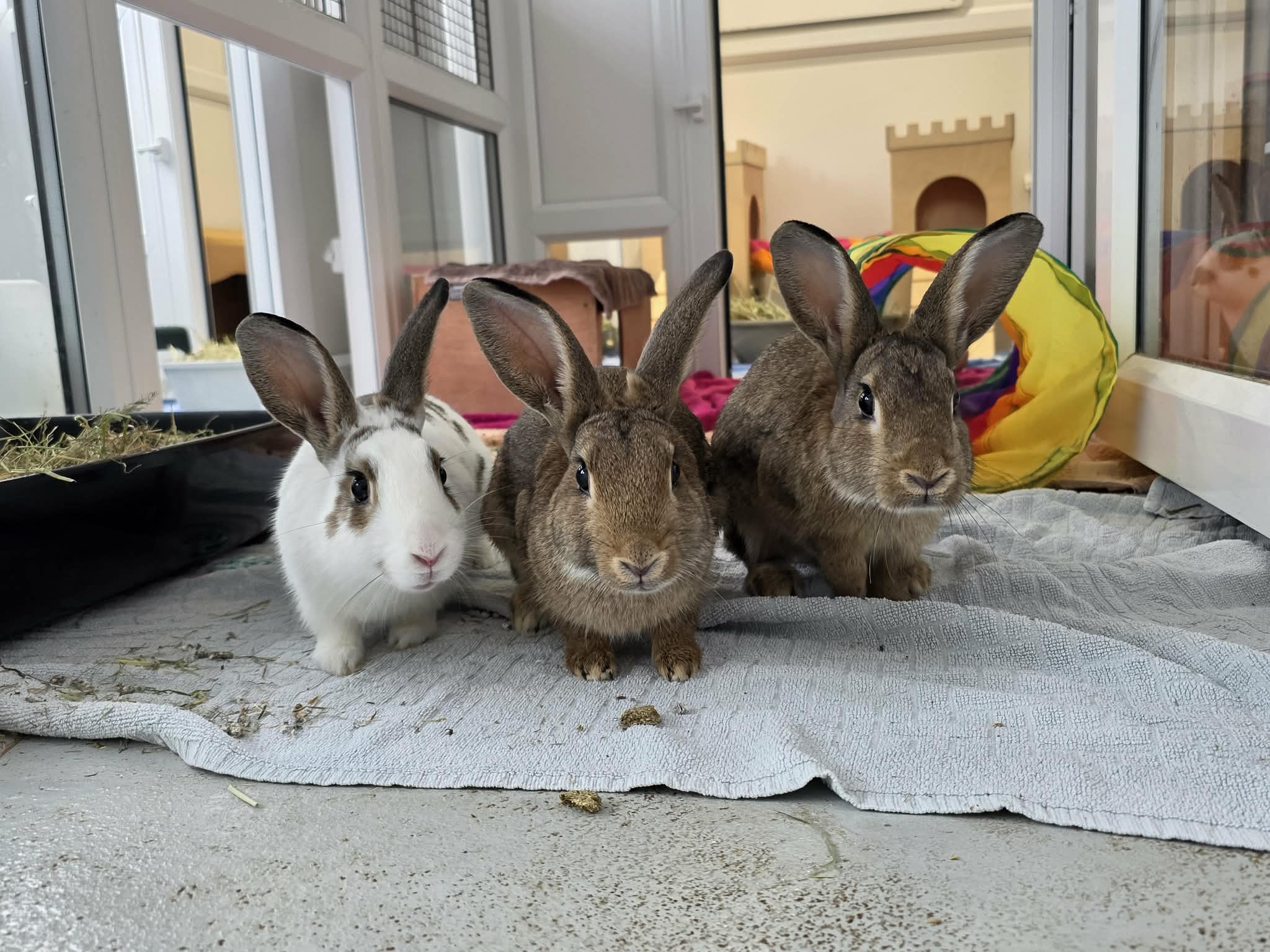 Fern & Fig & Raddish & Cactus & Orchid — photo 4