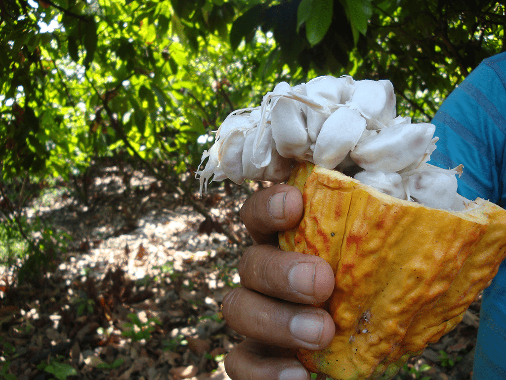 Kakaobohnen noch im Saft/Pulp der frisch aufgeschnittenen Kakaofrucht (auch Mazorca genannt)