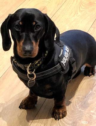 Freddide the Dachshund looking real smart in his New Batman Collar  and Black Circle Pet I D Tag!
