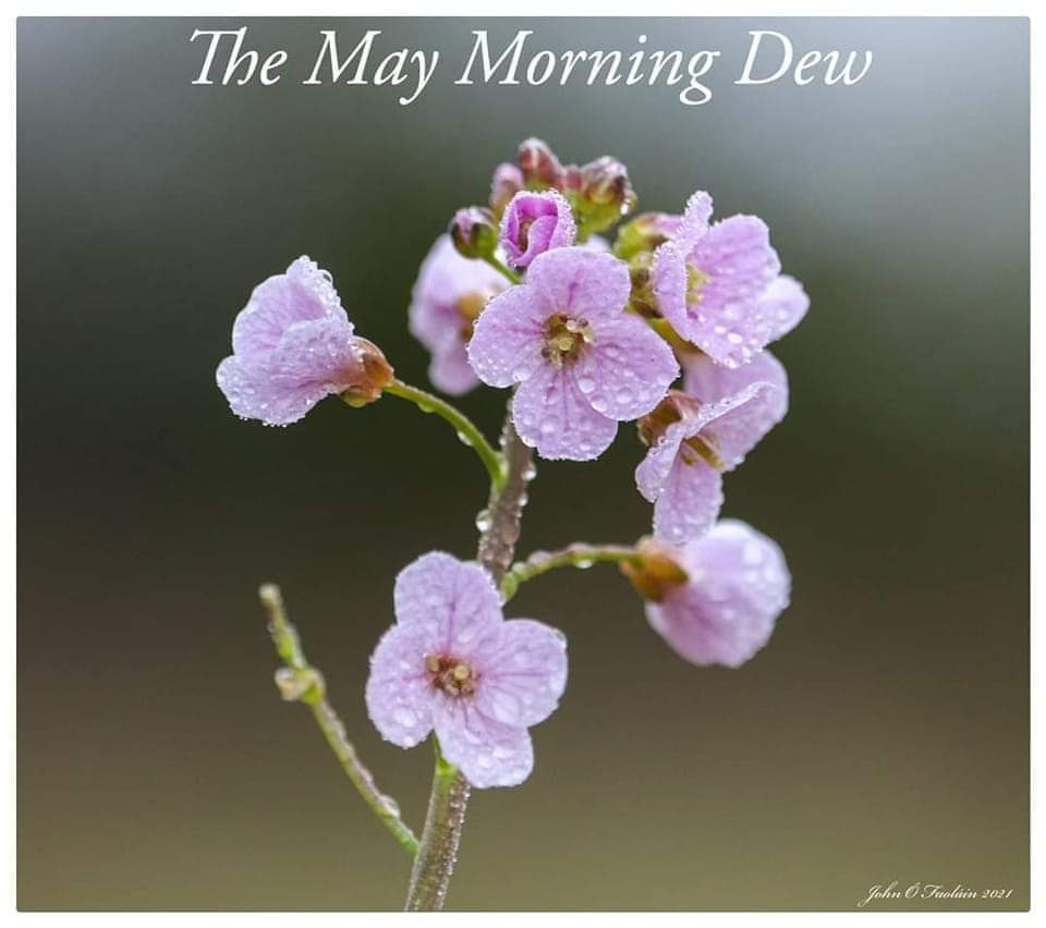 THE MAY MORNING DEW NORTH WEXFORD TRADITIONAL SINGING CIRCLE  8.30 PM TUESDAY 30th  APRIL
