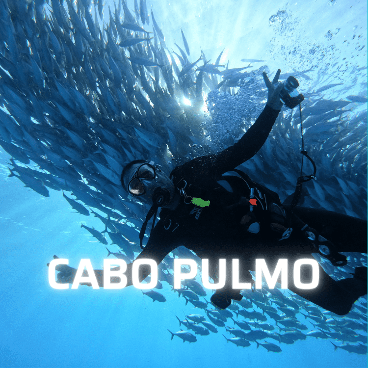 Bucea en Cabo Pulmo