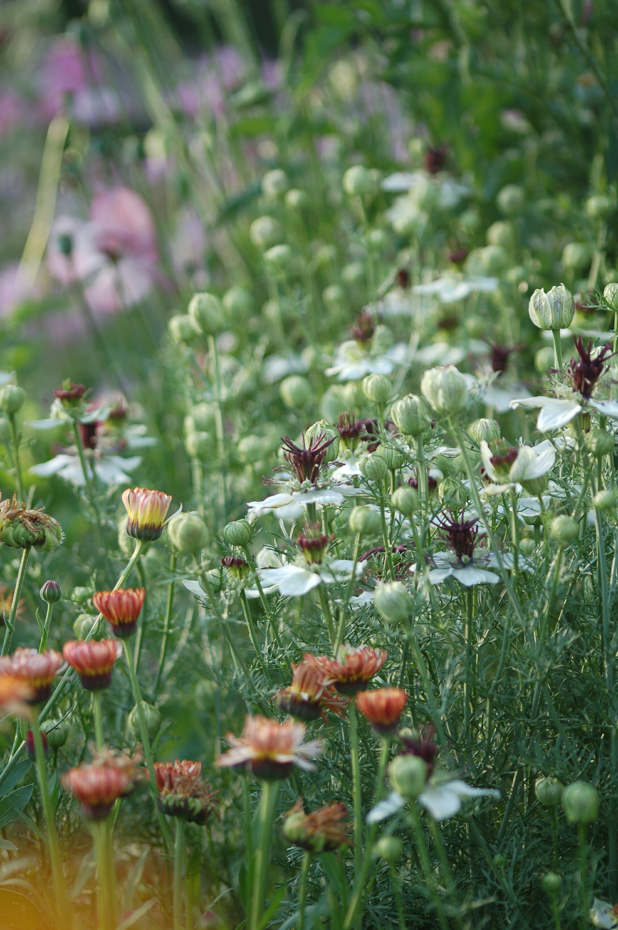 Calendula officinalis 'Touch of Red' mix - goudsbloem