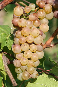 220px-Auxerrois_Weinsberg_20080927jpg