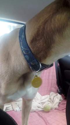 Bryan The Greyhound in Blue & Gold Oriental Martaingale Collar with Gold Circle I D Tag