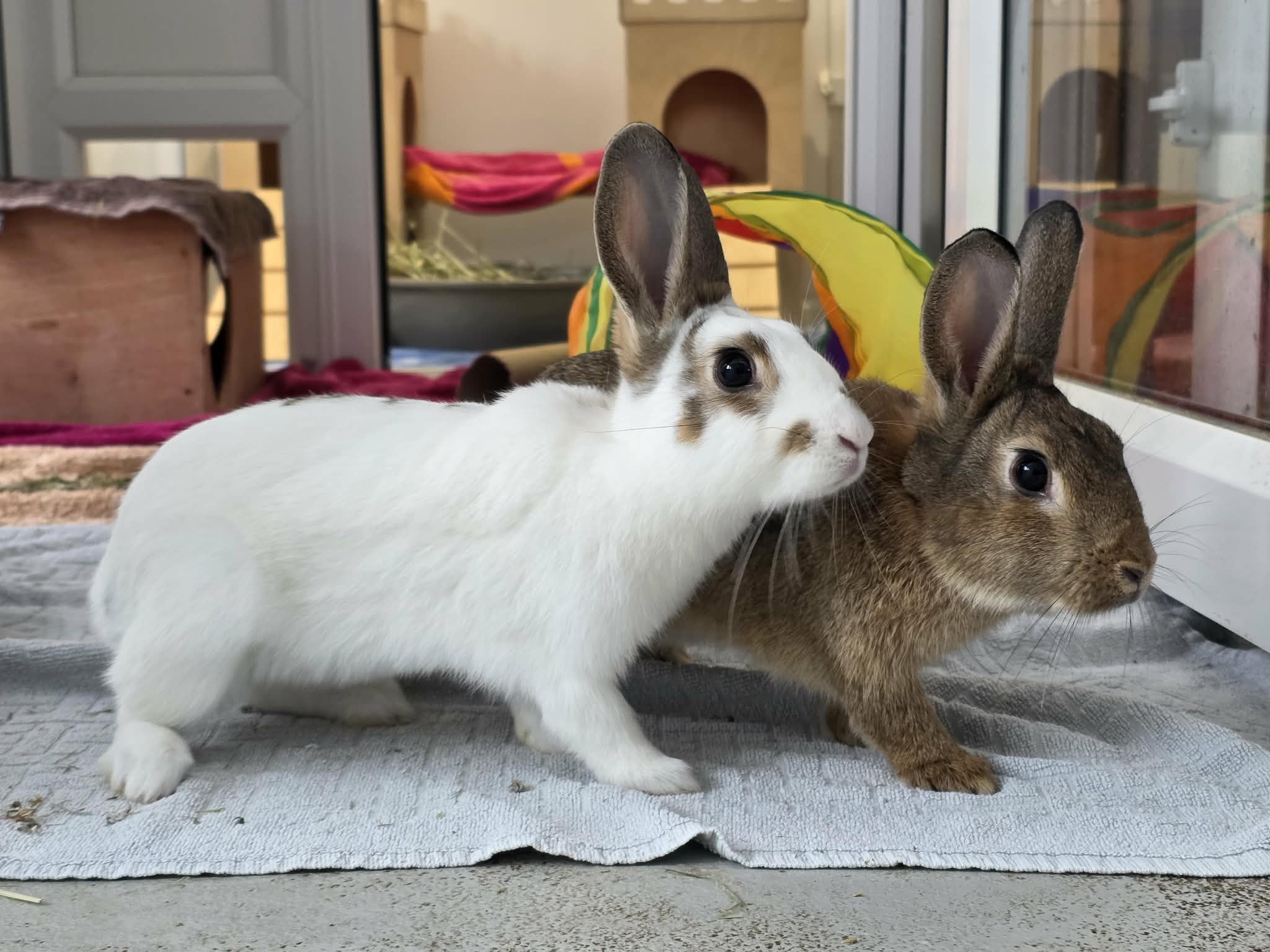 Fern & Fig & Raddish & Cactus & Orchid — photo 3