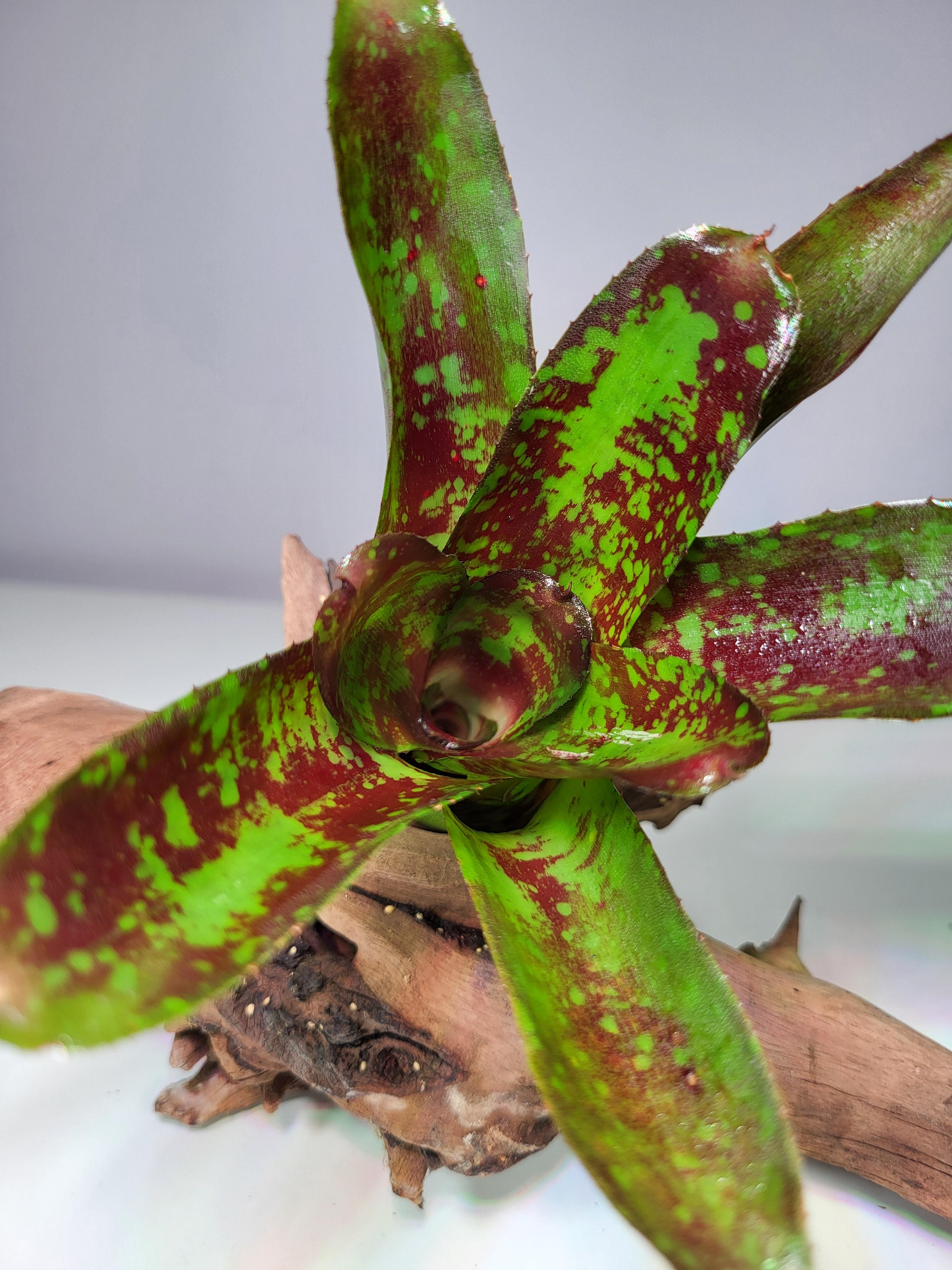 Neoregelia Toschiya