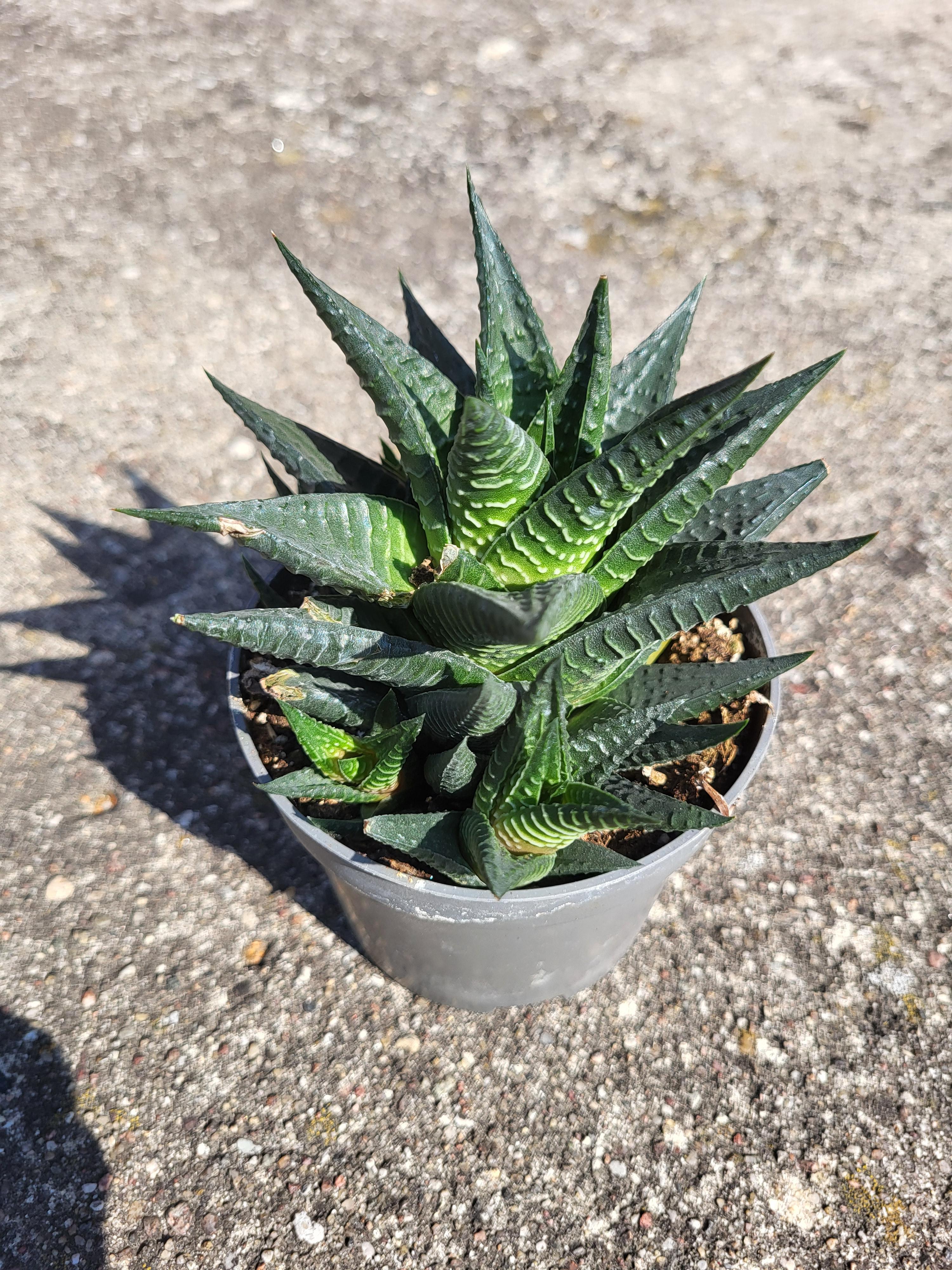 Haworthia Limifolia