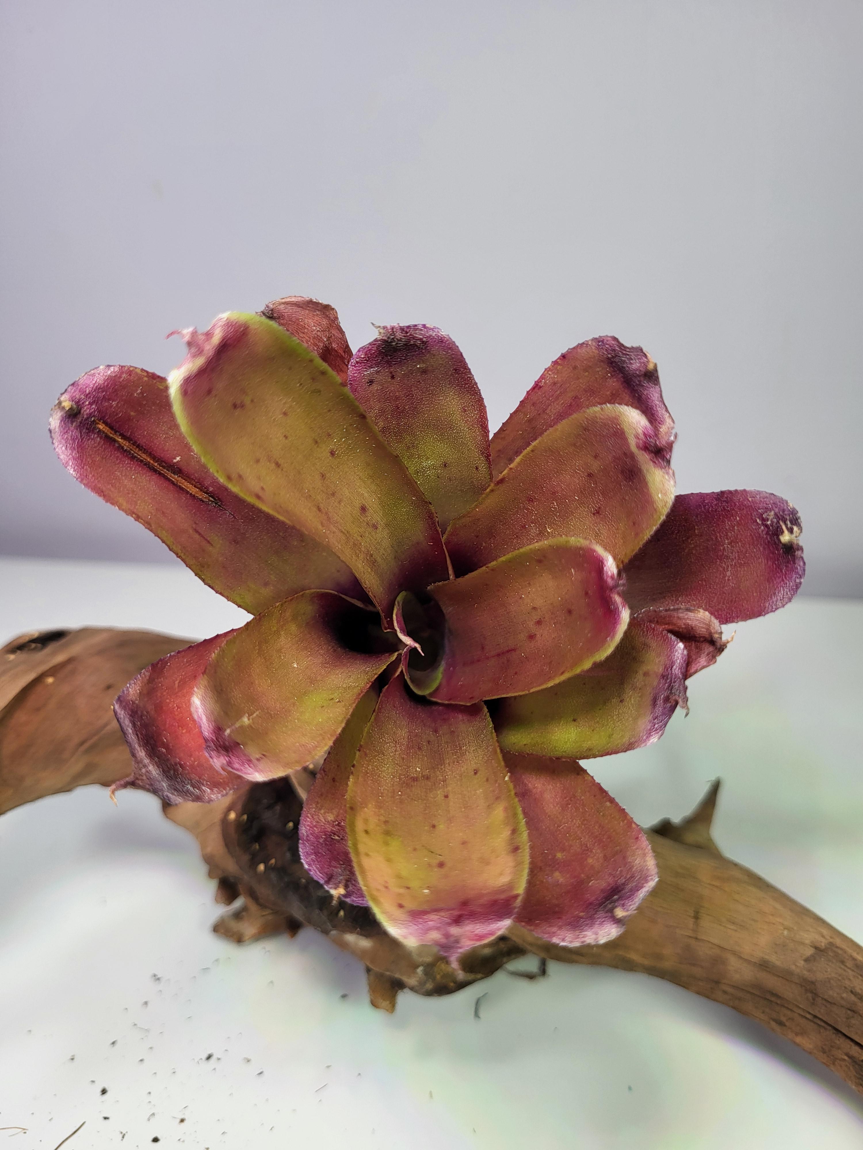 Neoregelia rough and ready