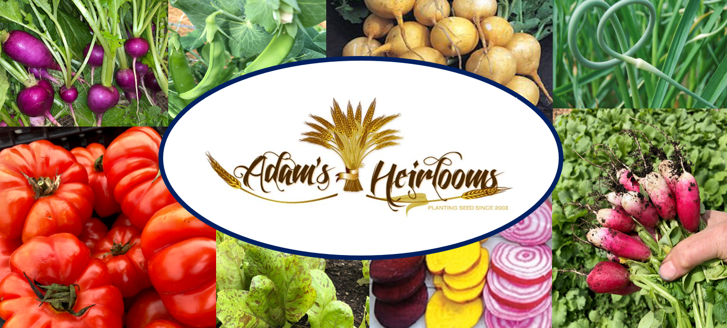 Adam's Heirlooms