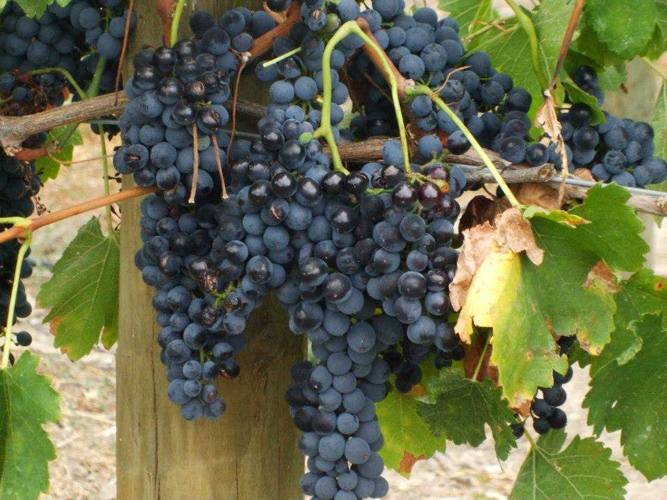 Grapes ready for harvest