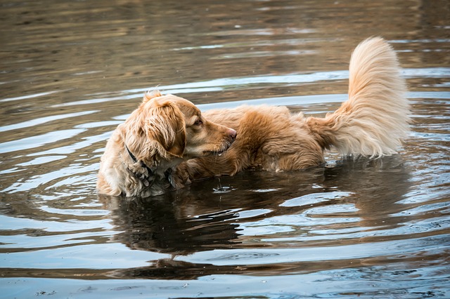 The Dangers of Blue-Green Algae for your Pet