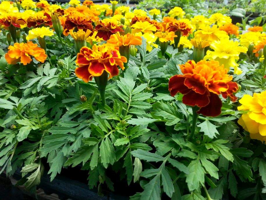 Marigold seedlings