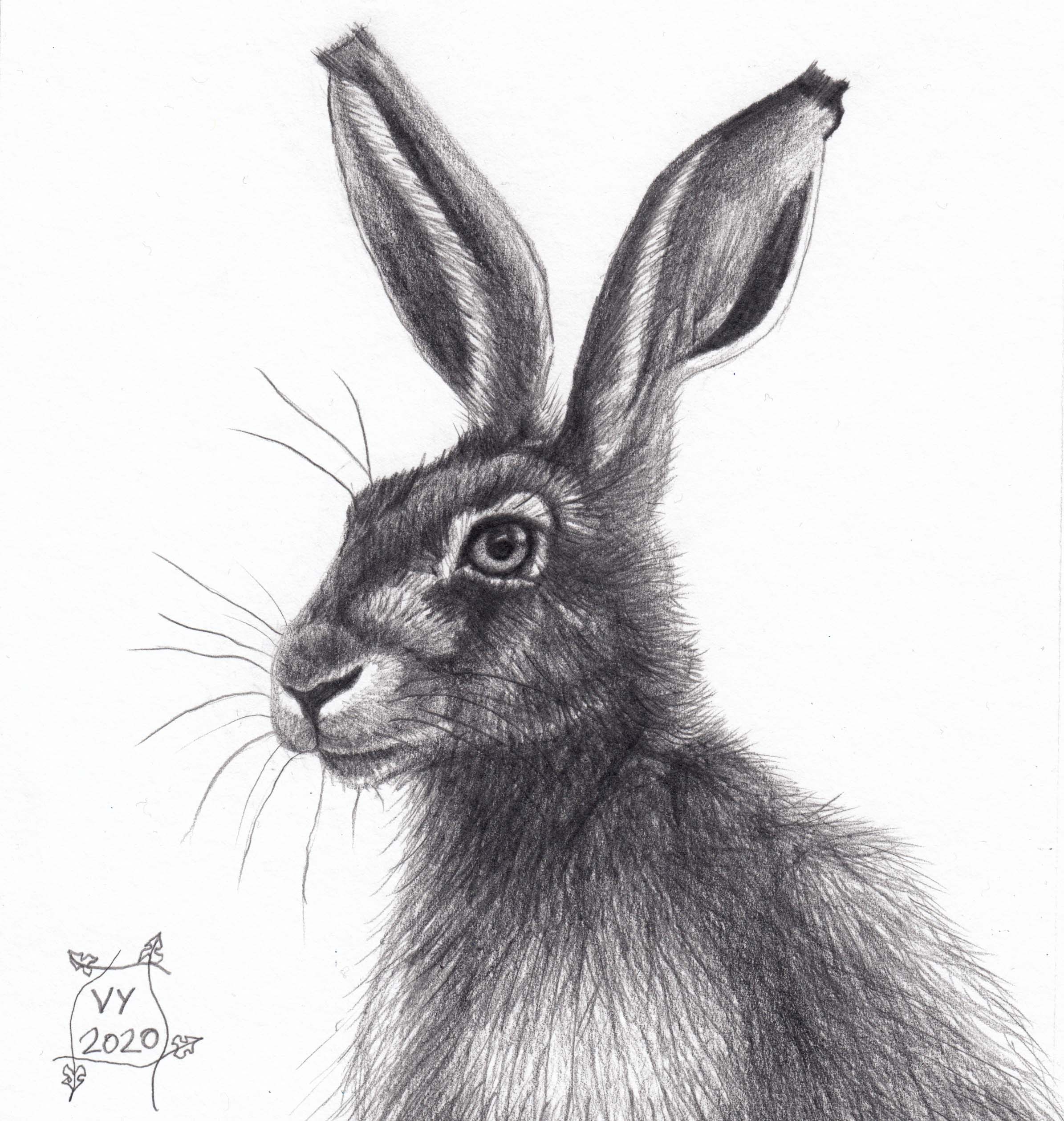 Hare pencil drawing number 2